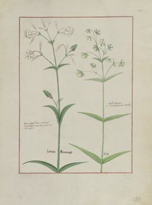 Illustration from The Book of Simple Medicines by Mattheaus Platearius